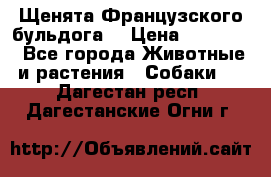 Щенята Французского бульдога. › Цена ­ 45 000 - Все города Животные и растения » Собаки   . Дагестан респ.,Дагестанские Огни г.